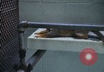 Image of LSD experiments San Francisco California USA, 1968, second 50 stock footage video 65675021681