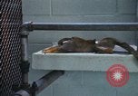 Image of LSD experiments San Francisco California USA, 1968, second 51 stock footage video 65675021681
