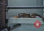 Image of LSD experiments San Francisco California USA, 1968, second 52 stock footage video 65675021681