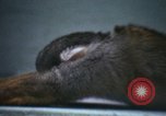 Image of LSD experiments San Francisco California USA, 1968, second 58 stock footage video 65675021681