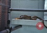 Image of LSD experiments San Francisco California USA, 1968, second 59 stock footage video 65675021681
