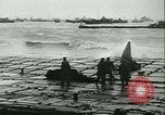 Immagine di D giorno Normandia Francia, 1944, secondo 51 filmato di repertorio 65675021724