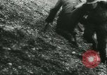 Image bataille de Hollande Pays-Bas, 1940, de la seconde 37 séquences d'archives historiques vidéo 65675021739