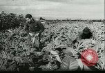 Image l'agriculture et du tabac de la fourrure en Danemark Danemark, 1942, de la seconde 3 séquences d'archives historiques vidéo 65675021778