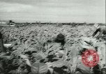 Image l'agriculture et du tabac de la fourrure en Danemark Danemark, 1942, de la seconde 5 séquences d'archives historiques vidéo 65675021778