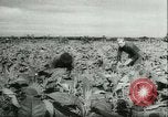 Image l'agriculture et du tabac de la fourrure en Danemark Danemark, 1942, de la seconde 6 séquences d'archives historiques vidéo 65675021778