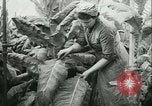 Image l'agriculture et du tabac de la fourrure en Danemark Danemark, 1942, de la seconde 7 séquences d'archives historiques vidéo 65675021778