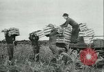 Image l'agriculture et du tabac de la fourrure en Danemark Danemark, 1942, de la seconde 8 séquences d'archives historiques vidéo 65675021778
