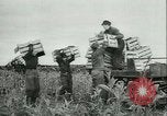 Image l'agriculture et du tabac de la fourrure en Danemark Danemark, 1942, de la seconde 9 séquences d'archives historiques vidéo 65675021778