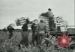 Image l'agriculture et du tabac de la fourrure en Danemark Danemark, 1942, de la seconde 10 séquences d'archives historiques vidéo 65675021778
