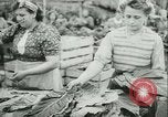 Image l'agriculture et du tabac de la fourrure en Danemark Danemark, 1942, de la seconde 13 séquences d'archives historiques vidéo 65675021778