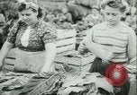 Image l'agriculture et du tabac de la fourrure en Danemark Danemark, 1942, de la seconde 14 séquences d'archives historiques vidéo 65675021778