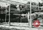 Image l'agriculture et du tabac de la fourrure en Danemark Danemark, 1942, de la seconde 15 séquences d'archives historiques vidéo 65675021778