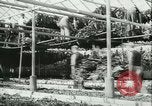 Image l'agriculture et du tabac de la fourrure en Danemark Danemark, 1942, de la seconde 16 séquences d'archives historiques vidéo 65675021778