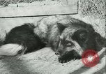 Image l'agriculture et du tabac de la fourrure en Danemark Danemark, 1942, de la seconde 36 séquences d'archives historiques vidéo 65675021778