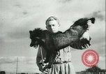 Image l'agriculture et du tabac de la fourrure en Danemark Danemark, 1942, de la seconde 38 séquences d'archives historiques vidéo 65675021778