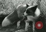 Image l'agriculture et du tabac de la fourrure en Danemark Danemark, 1942, de la seconde 44 séquences d'archives historiques vidéo 65675021778