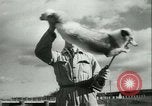 Image l'agriculture et du tabac de la fourrure en Danemark Danemark, 1942, de la seconde 47 séquences d'archives historiques vidéo 65675021778