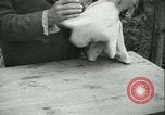 Image l'agriculture et du tabac de la fourrure en Danemark Danemark, 1942, de la seconde 50 séquences d'archives historiques vidéo 65675021778