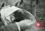Image l'agriculture et du tabac de la fourrure en Danemark Danemark, 1942, de la seconde 55 séquences d'archives historiques vidéo 65675021778