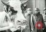 Image of foot and mouth disease United States USA, 1925, second 54 stock footage video 65675022110