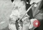Image of foot and mouth disease United States USA, 1925, second 55 stock footage video 65675022110
