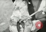 Image of foot and mouth disease United States USA, 1925, second 56 stock footage video 65675022110