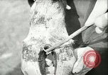 Image of foot and mouth disease United States USA, 1925, second 57 stock footage video 65675022110