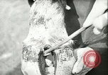 Image of foot and mouth disease United States USA, 1925, second 58 stock footage video 65675022110