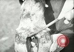 Image of foot and mouth disease United States USA, 1925, second 59 stock footage video 65675022110
