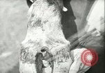 Image of foot and mouth disease United States USA, 1925, second 60 stock footage video 65675022110