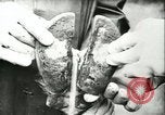 Image of foot and mouth disease United States USA, 1925, second 62 stock footage video 65675022110