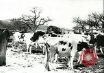 Image la fièvre aphteuse United States USA, 1925, de la seconde 33 séquences d'archives historiques vidéo 65675022111