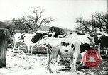 Image la fièvre aphteuse United States USA, 1925, de la seconde 34 séquences d'archives historiques vidéo 65675022111