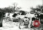 Image la fièvre aphteuse United States USA, 1925, de la seconde 35 séquences d'archives historiques vidéo 65675022111