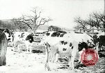 Image la fièvre aphteuse United States USA, 1925, de la seconde 36 séquences d'archives historiques vidéo 65675022111