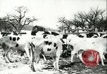 Image la fièvre aphteuse United States USA, 1925, de la seconde 41 séquences d'archives historiques vidéo 65675022111