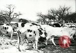 Image la fièvre aphteuse United States USA, 1925, de la seconde 42 séquences d'archives historiques vidéo 65675022111