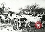 Image la fièvre aphteuse United States USA, 1925, de la seconde 43 séquences d'archives historiques vidéo 65675022111