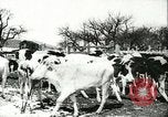 Image la fièvre aphteuse United States USA, 1925, de la seconde 45 séquences d'archives historiques vidéo 65675022111
