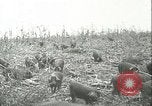 Immagine di Afta epizootica United States USA, 1925, secondo 30 filmato di repertorio 65675022112