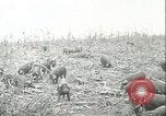 Immagine di Afta epizootica United States USA, 1925, secondo 32 filmato di repertorio 65675022112