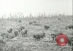 Immagine di Afta epizootica United States USA, 1925, secondo 33 filmato di repertorio 65675022112