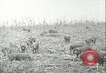Immagine di Afta epizootica United States USA, 1925, secondo 34 filmato di repertorio 65675022112