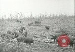 Immagine di Afta epizootica United States USA, 1925, secondo 35 filmato di repertorio 65675022112