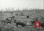 Immagine di Afta epizootica United States USA, 1925, secondo 36 filmato di repertorio 65675022112
