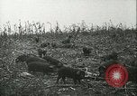 Immagine di Afta epizootica United States USA, 1925, secondo 37 filmato di repertorio 65675022112