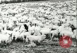 Immagine di Afta epizootica United States USA, 1925, secondo 43 filmato di repertorio 65675022112