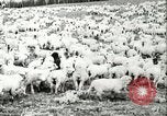 Immagine di Afta epizootica United States USA, 1925, secondo 44 filmato di repertorio 65675022112