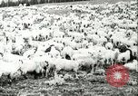 Immagine di Afta epizootica United States USA, 1925, secondo 50 filmato di repertorio 65675022112